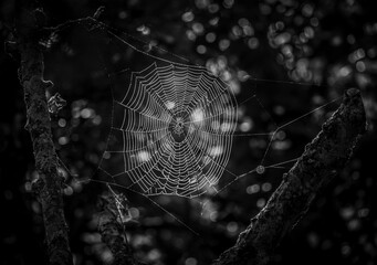 The spider web is a true work of nature's engineering!