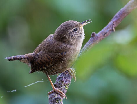 The Eurasian wren is one of the smallest and most elusive birds, with a melodious song and a strict insectivore.