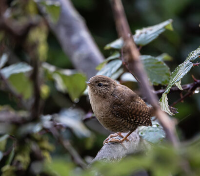 The Eurasian wren is one of the smallest and most elusive birds, with a melodious song and a strict insectivore.