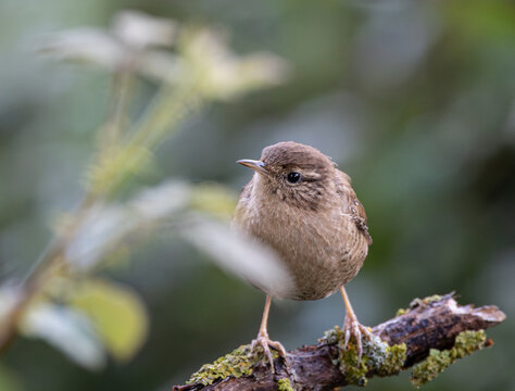 The Eurasian wren is one of the smallest and most elusive birds, with a melodious song and a strict insectivore.