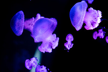 beautiful colorful jellyfish medusa swim underwater in ocean or zoo © goami