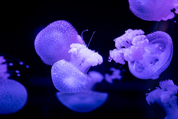 beautiful colorful jellyfish medusa swim underwater in ocean or zoo © goami