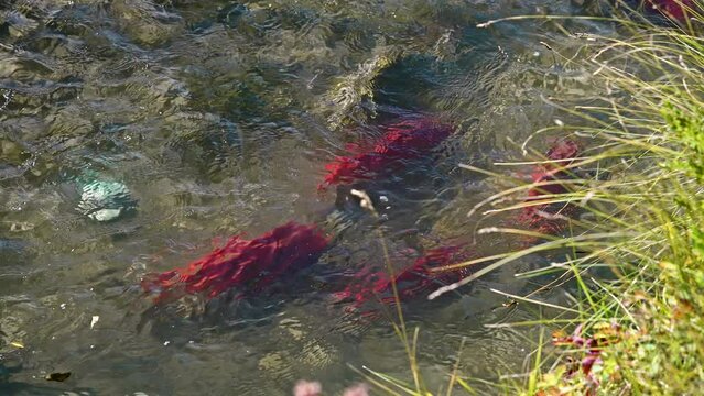 Kokanee salmon spawning together in the Utah wilderness.