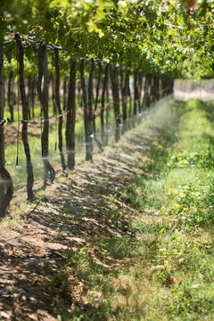 Irriga&ccedil;&atilde;o por aspers&atilde;o