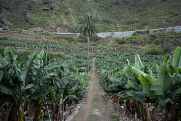 green banana plantation, trees at nature