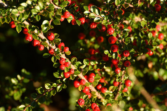 Cotoneaster - ornamental deciduous shrub with berries, used in landscape design. Autumn