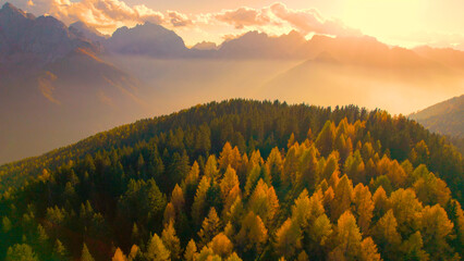AERIAL: Mesmerizing view of high mountains and golden larch trees at sunset - obrazy, fototapety, plakaty