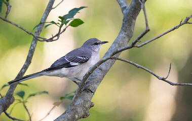 mockingbird on branch