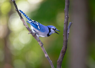 blue jay perched on a branch