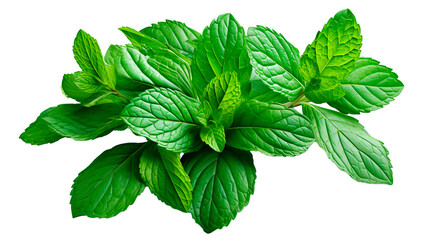 Fresh Mint Leaf Isolated on Transparent PNG - Ideal for Cooking and Herbal. Generative AI. - obrazy, fototapety, plakaty