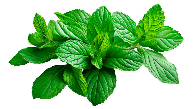 Fresh Mint Leaf Isolated on Transparent PNG - Ideal for Cooking and Herbal. Generative AI.