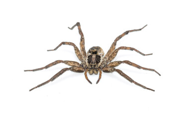 Hogna radiata is a species of wolf spider.
