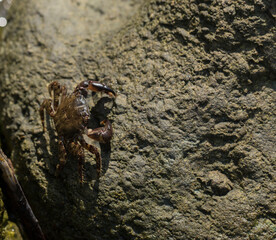 Pachygrapsus marmoratus is a species crab, sometimes called the marbled rock crab or marbled crab. Black Sea. Crab in the stones.