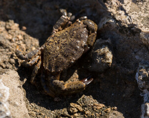 Eriphia verrucosa, sometimes called the warty crab or yellow crab. Black Sea.