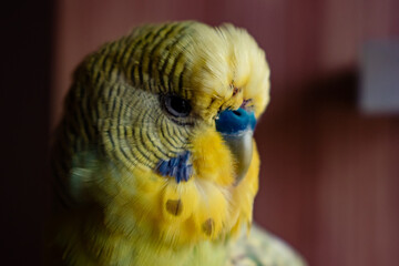 Close up portrait of green pet budgerigar. Loved feathered friend