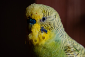 Close up portrait of green pet budgerigar. Loved feathered friend