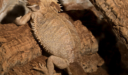 Central bearded dragon (Pogona vitticeps) is a species of agamid lizard. Reptile in a terrarium.