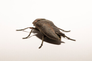 Perotis lugubris is a genus of beetles in the family Buprestidae.The insect is a parasite.