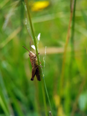 grasshopper on a leaf