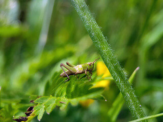 grasshopper on leaf