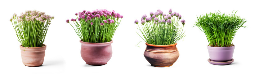 Fresh Chives with pink flowers in beautiful clay pots Isolated decor elements, for Healthy Nutrition or cooking vegetables on transparent background. Generative AI