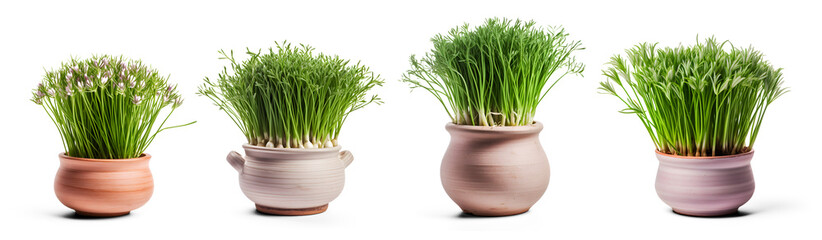 Fresh garlic plant with Chives in clay pots isolated Herb Design, for Healthy Nutrition or cooking vegetables on transparent background. Generative AI - obrazy, fototapety, plakaty