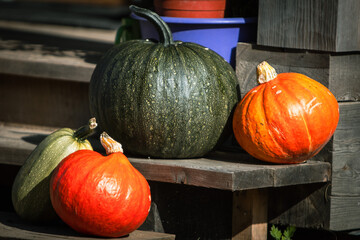 pumpkins and squash