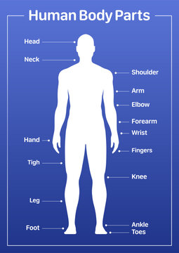 Human body parts medical diagram with male model, vector poster on a blue background.