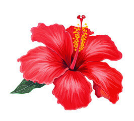 Red Hibiscus Flower in Full Bloom