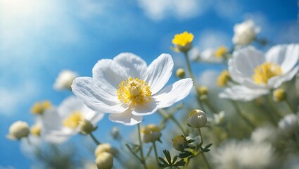 white daisies on sky background