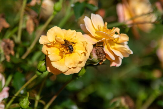 Honigbiene auf Rose