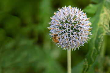 Honigbiene auf Kugeldistel