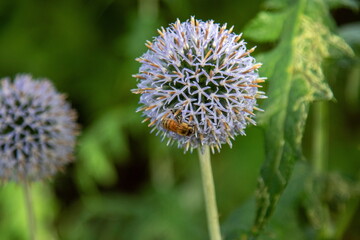 Honigbiene auf Kugeldistel