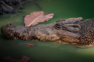 The saltwater crocodile, Crocodylus porosus is a crocodilian native to saltwater habitats and brackish wetlands
