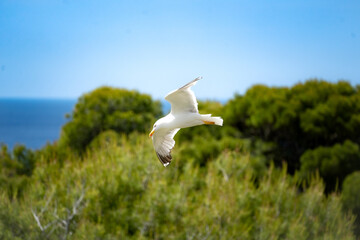 Fototapeta premium Albatross in Flight