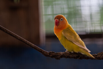 Lovebird is the common name for the genus Agapornis, a small group of parrots in the Old World parrot family Psittaculidae