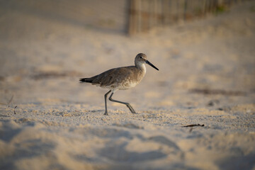 Shorebird Warming Up