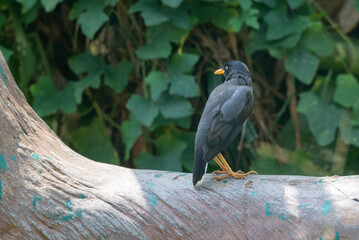 Starling perched on a tree branch, Acridotheres javanicus, The Javan myna, also known as the white vented myna, is a species of myna  and a member of the starling family.