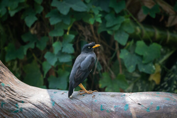 The Javan myna, Acridotheres javanicus, also known as the white vented myna, is a species of myna. It is a member of the starling family.