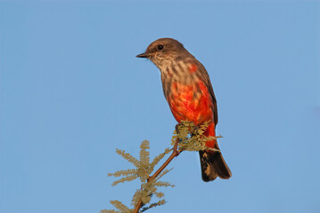 Vermilion Flycatcher male perched, La Pampa, Patagonia,  Argentina