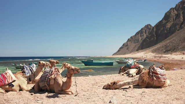 Harness camels lying on the sand at the beach of the Red Sea with the mountains in the background. Tourists on excursions in the Dahab desert