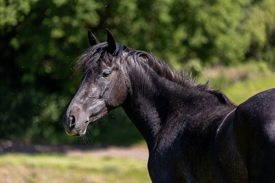 Rappschimmelportrait