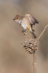 Vermilion Flycatcher female, perched, La Pampa, Argentina
