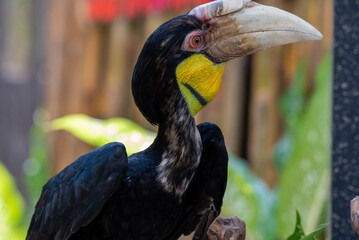 Close up of a female Rhyticeros undulatus bird, The wreathed hornbill is perching on a tree in...