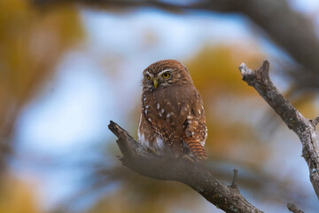 Ferruginous Pygmy owl, Glaucidium brasilianum, Calden forest, La Pampa Province, Patagonia, Argentina.