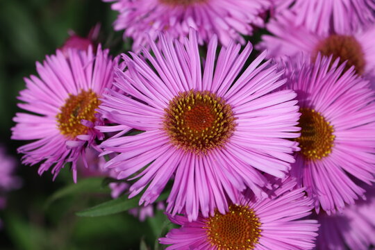 Sweden. Aster amellus, the European Michaelmas daisy, is a perennial herbaceous plant and the type species of the genus Aster and the family Asteraceae. 