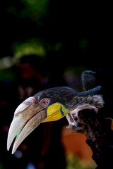 Close up of a female Rhyticeros undulatus bird, The wreathed hornbill is perching on a tree in Borneo forest