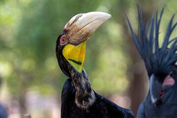 Close up of a female Rhyticeros undulatus bird, The wreathed hornbill is perching on a tree in Borneo forest
