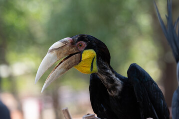 Close up of a female Rhyticeros undulatus bird, The wreathed hornbill is perching on a tree in Borneo forest