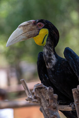 Close up of a male Rhyticeros undulatus bird, The wreathed hornbill is perching on a tree in Borneo forest